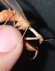 Dicromantispa interrupta