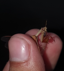 Dicromantispa interrupta