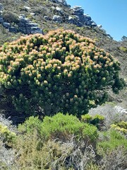Mimetes fimbriifolius