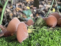 Auricularia auricula-judae