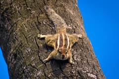 Funambulus pennantii