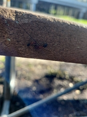 Camponotus floridanus