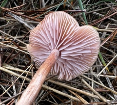 Laccaria proxima