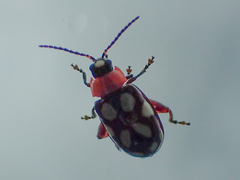 Omophoita