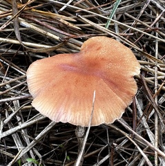 Laccaria proxima