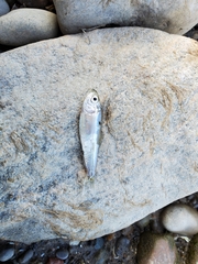 Alosa pseudoharengus