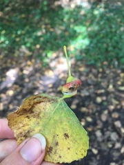 Pemphigus spyrothecae
