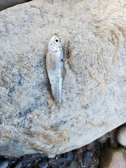 Alosa pseudoharengus