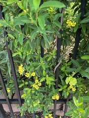 Callaeum macropterum