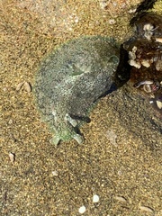 Dolabrifera nicaraguana