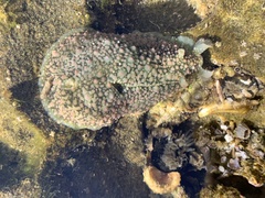 Dolabrifera nicaraguana