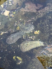 Dolabrifera nicaraguana