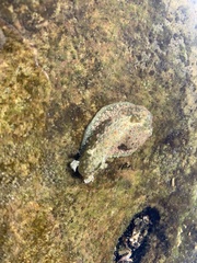 Dolabrifera nicaraguana