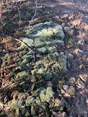 Thuidium peruvianum