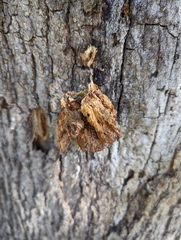 Arcyria obvelata