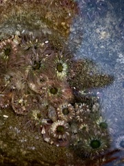 Anthopleura