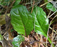 Ajuga reptans