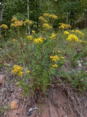 Patrinia rupestris