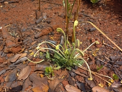 Clerodendrum pusillum