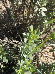 Dimorphotheca cuneata