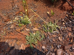 Clerodendrum pusillum