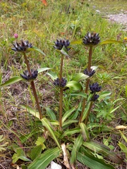 Gentiana macrophylla