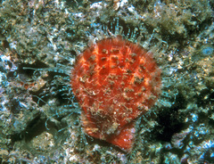 Pectinidae