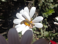 Dimorphotheca cuneata
