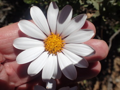 Dimorphotheca cuneata
