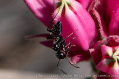 Camponotus niveosetosus