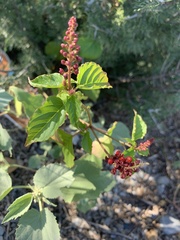 Acalypha monostachya