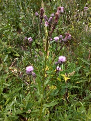 Cirsium arvense integrifolium