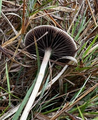 Panaeolus cinctulus