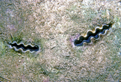 Tridacna crocea