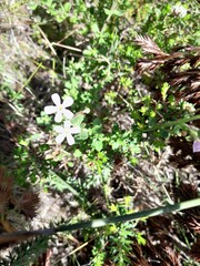 Chaenostoma hispidum