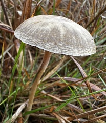 Panaeolus cinctulus