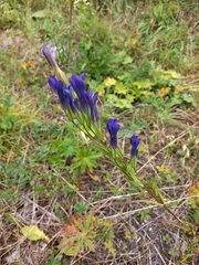 Gentianopsis barbata