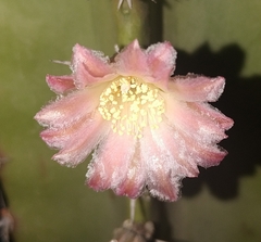 Lophocereus schottii