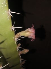 Lophocereus schottii