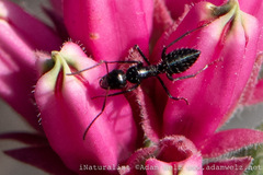 Camponotus niveosetosus