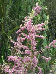 Erica tomentosa