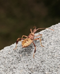 Leptoglossus occidentalis