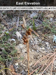 Carex caryophyllea