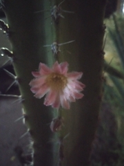 Lophocereus schottii