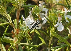 Thyreus histrionicus