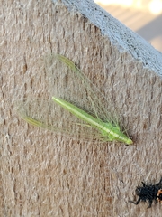 Chrysopidae
