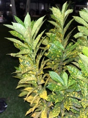 Codiaeum variegatum pictum