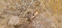 Agama anchietae