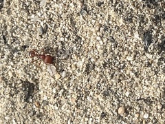 Pogonomyrmex