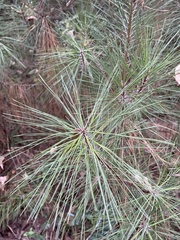 Pinus